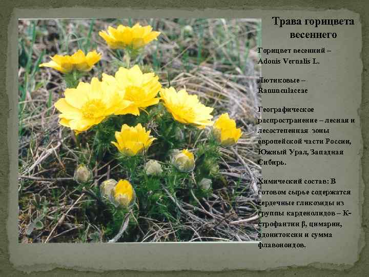 Трава горицвета весеннего Горицвет весенний – Adonis Vernalis L. Лютиковые – Ranunculaceae Географическое распространение