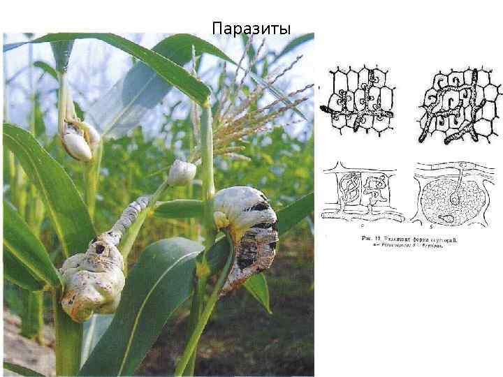 Паразиты 