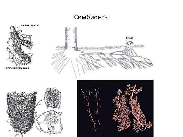 Симбионты 