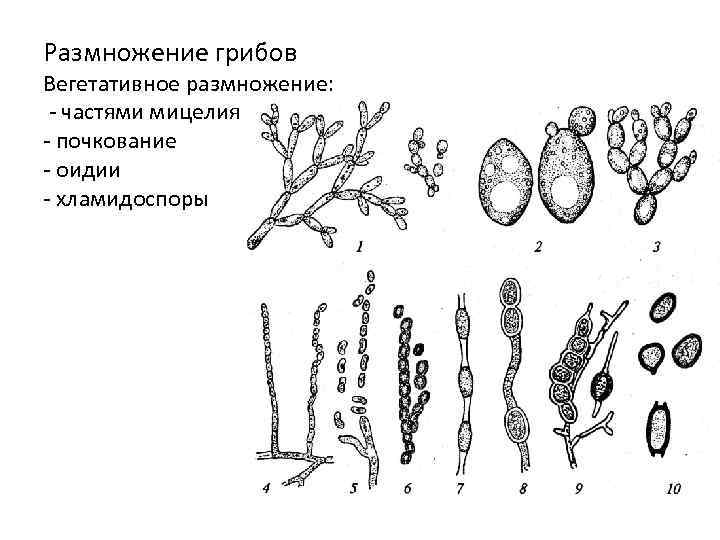 Размножение грибов Вегетативное размножение: - частями мицелия - почкование - оидии - хламидоспоры 