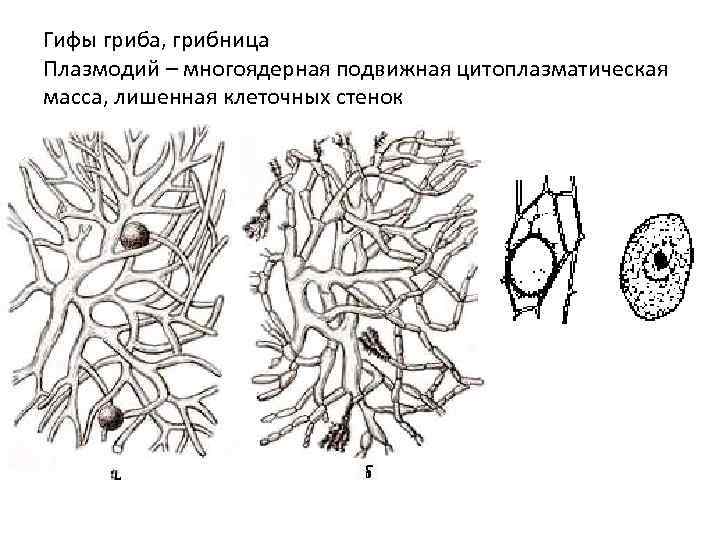 Гифы гриба, грибница Плазмодий – многоядерная подвижная цитоплазматическая масса, лишенная клеточных стенок 