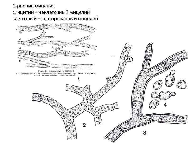 Строение мицелия синцитий – неклеточный мицелий клеточный – септированный мицелий 