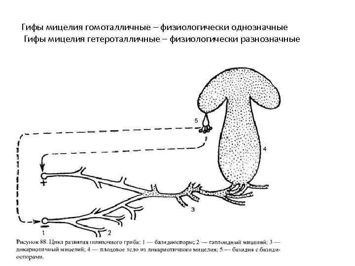 Гифы мицелия гомоталличные – физиологически однозначные Гифы мицелия гетероталличные – физиологически разнозначные 