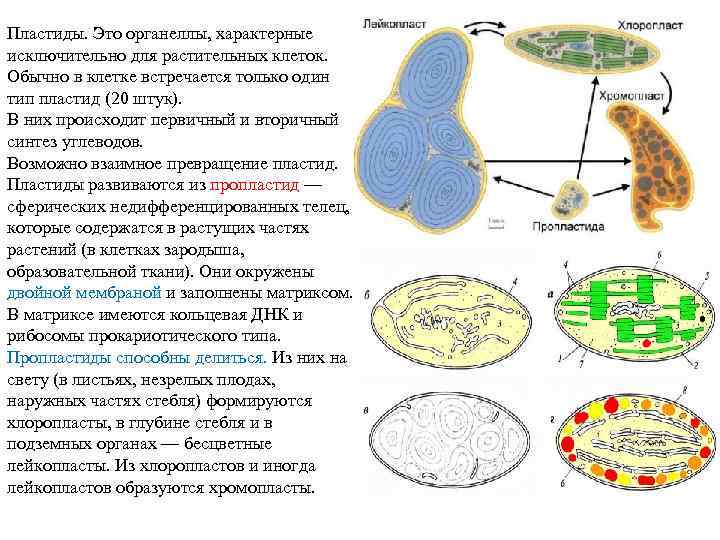 Пластиды растительной клетки. Схема взаимного перехода пластид. Взаимное превращение пластид. Пластиды встречаются только в клетках. Превращение пластид друг в друга схема.