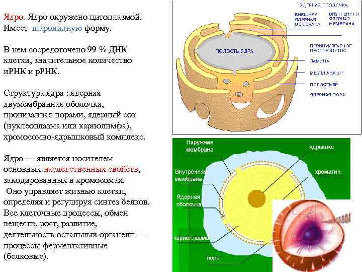 Ядро окружено цитоплазмой. Имеет шаровидную форму. В нем сосредоточено 99 % ДНК клетки, значительное