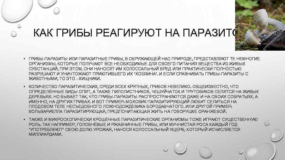 КАК ГРИБЫ РЕАГИРУЮТ НА ПАРАЗИТОВ? • ГРИБЫ-ПАРАЗИТЫ ИЛИ ПАРАЗИТНЫЕ ГРИБЫ, В ОКРУЖАЮЩЕЙ НАС ПРИРОДЕ,