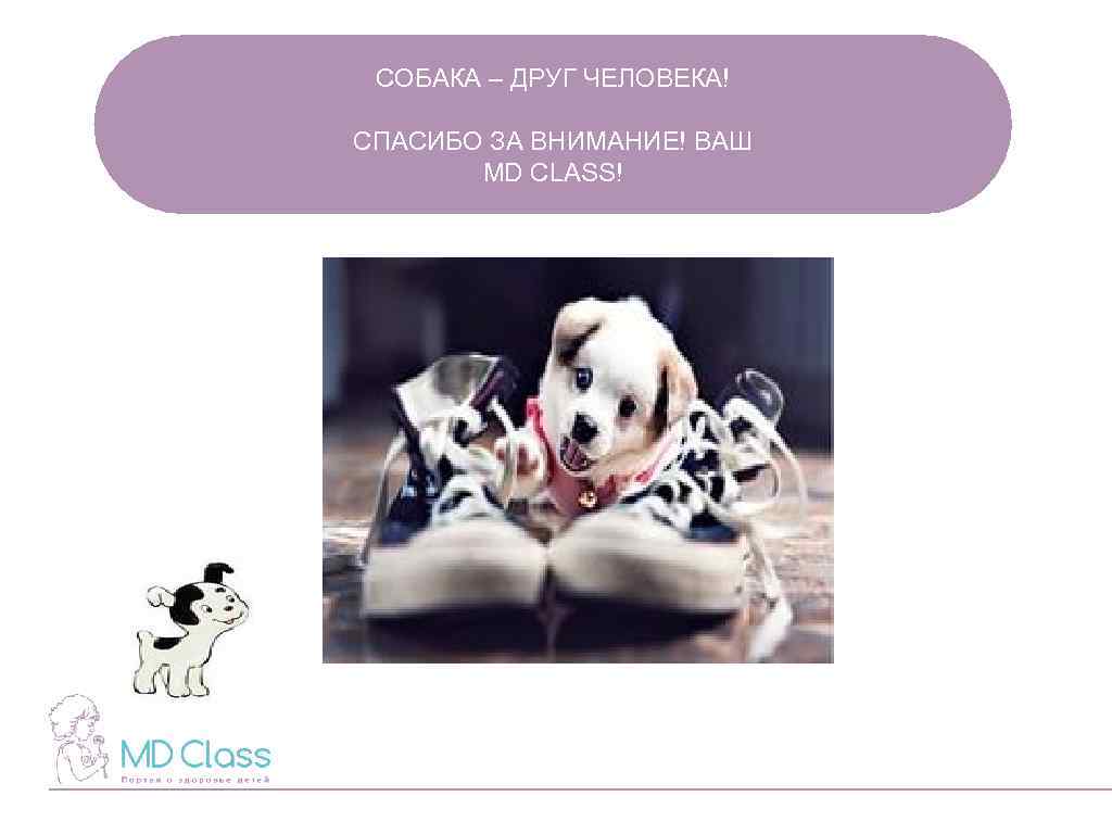 СОБАКА – ДРУГ ЧЕЛОВЕКА! СПАСИБО ЗА ВНИМАНИЕ! ВАШ MD CLASS! 