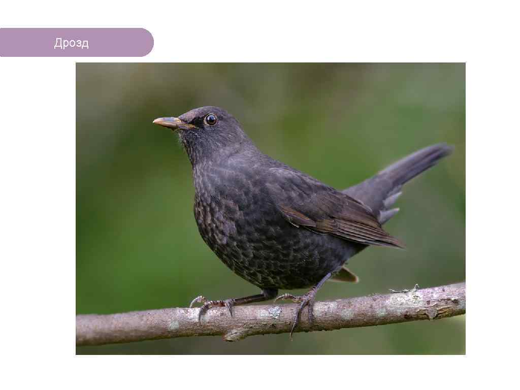 Дрозд ЧТО ЕСТЬ В ЛЕСУ? 