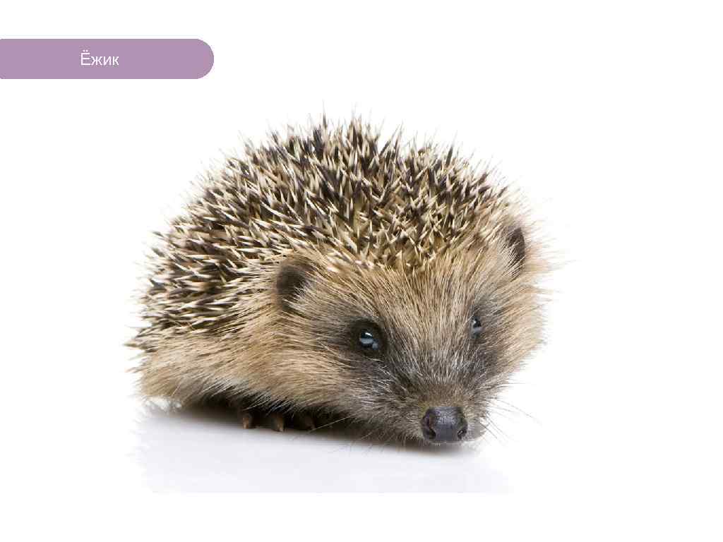 Ёжик ЧТО ЕСТЬ В ЛЕСУ? 