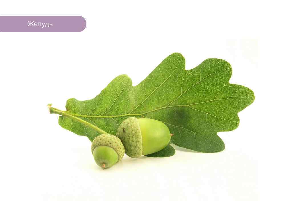 Желудь ЧТО ЕСТЬ В ЛЕСУ? 