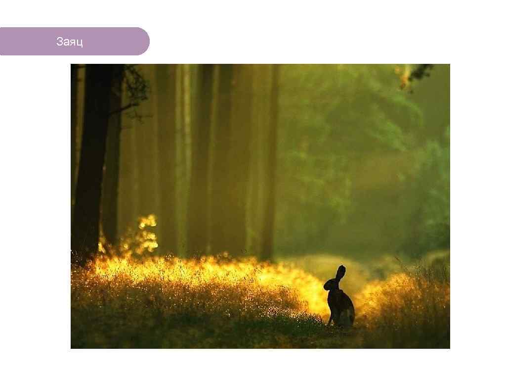 Заяц ЧТО ЕСТЬ В ЛЕСУ? 