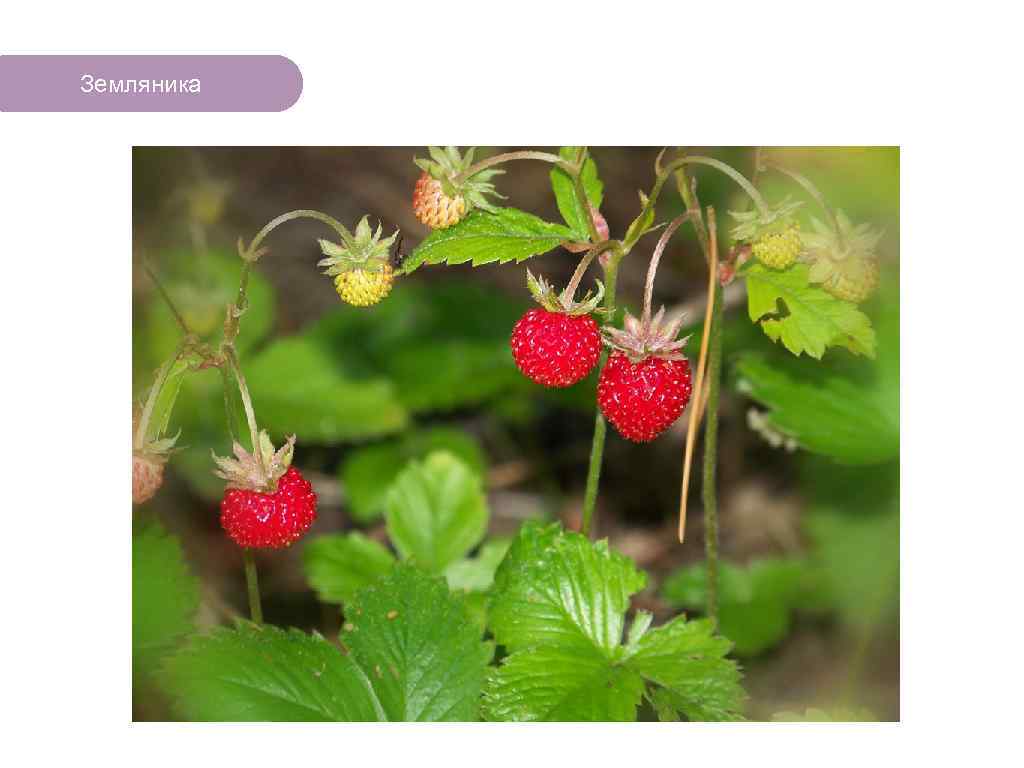 Земляника ЧТО ЕСТЬ В ЛЕСУ? 