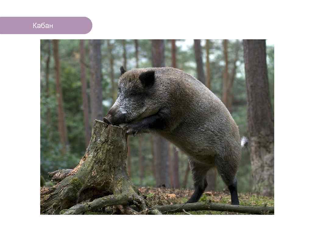 Кабан ЧТО ЕСТЬ В ЛЕСУ? 