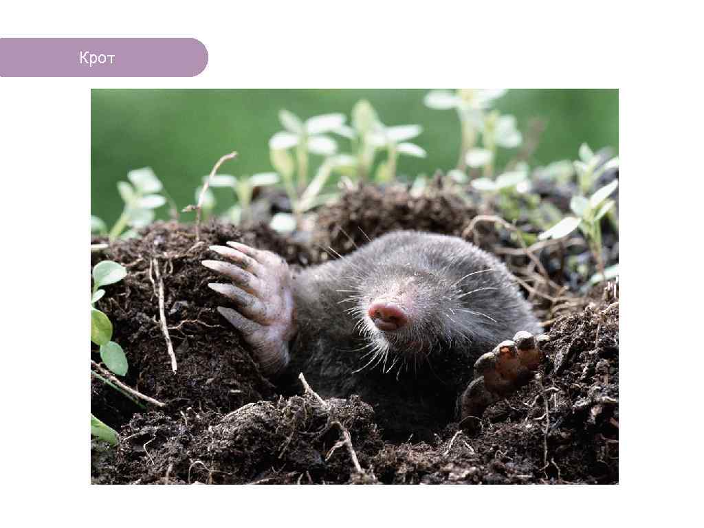 Крот ЧТО ЕСТЬ В ЛЕСУ? 