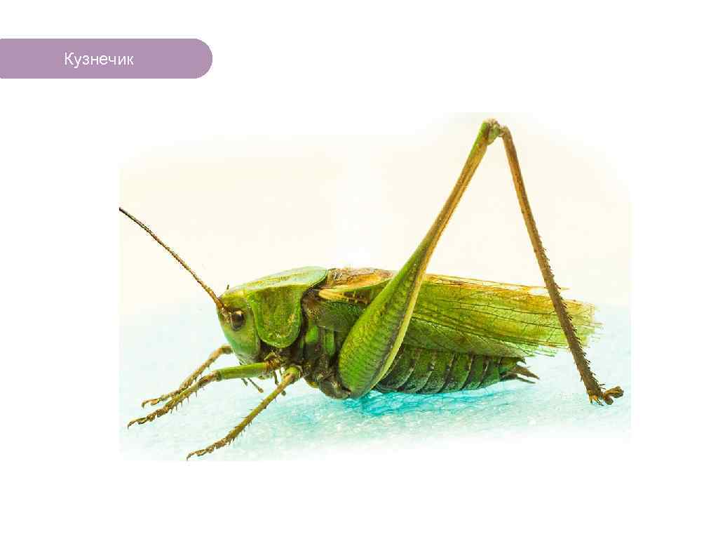 Кузнечик ЧТО ЕСТЬ В ЛЕСУ? 