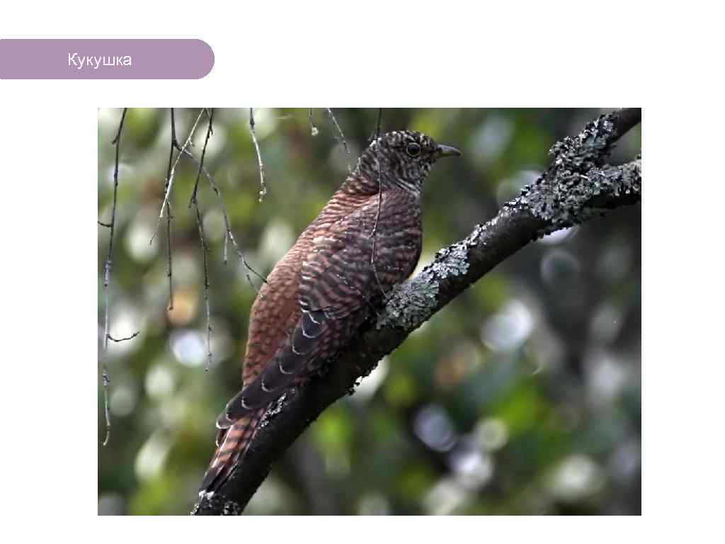Кукушка ЧТО ЕСТЬ В ЛЕСУ? 