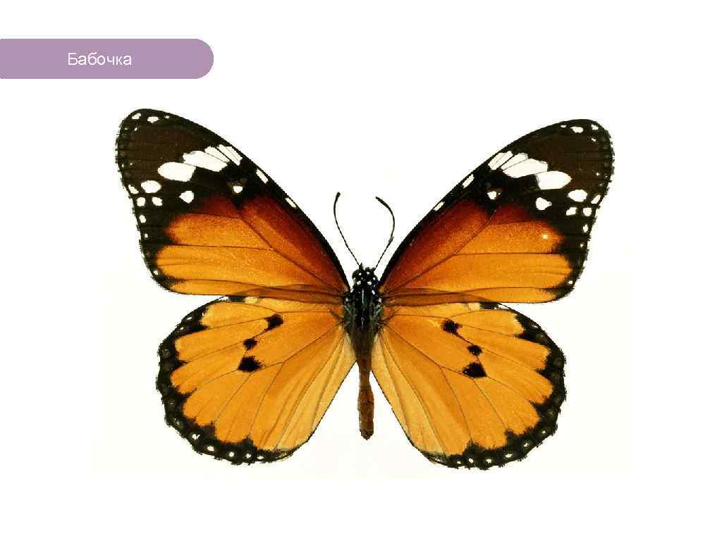 Бабочка ЧТО ЕСТЬ В ЛЕСУ? 