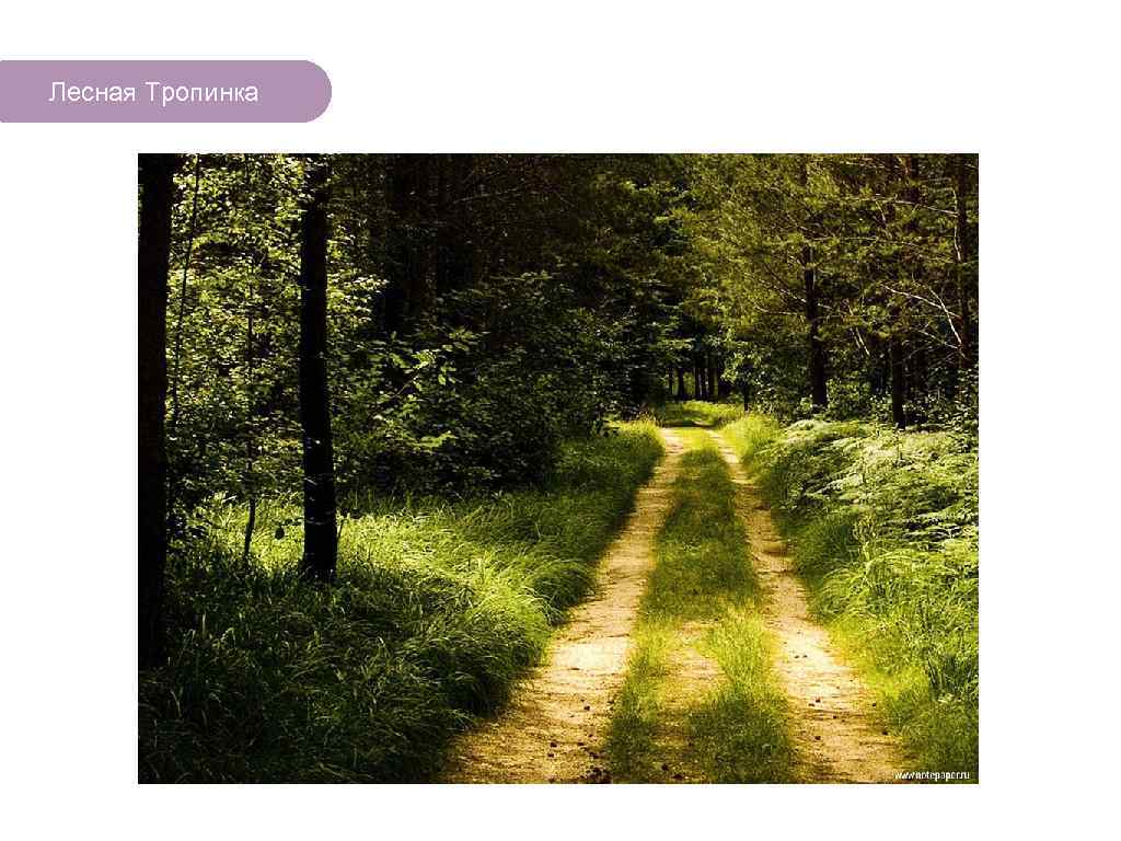 Лесная Тропинка ЧТО ЕСТЬ В ЛЕСУ? 