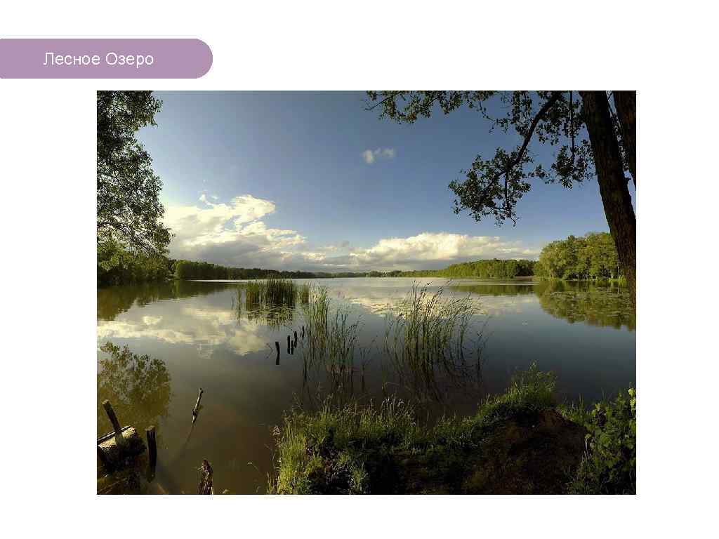 Лесное Озеро ЧТО ЕСТЬ В ЛЕСУ? 