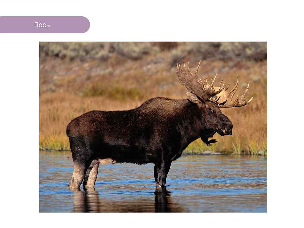 Лось ЧТО ЕСТЬ В ЛЕСУ? 