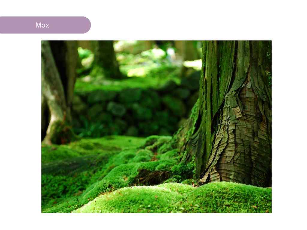 Мох ЧТО ЕСТЬ В ЛЕСУ? 