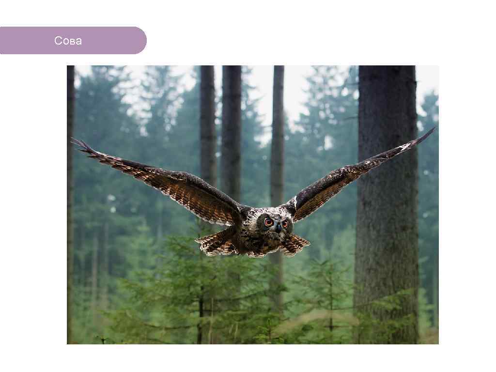 Сова ЧТО ЕСТЬ В ЛЕСУ? 