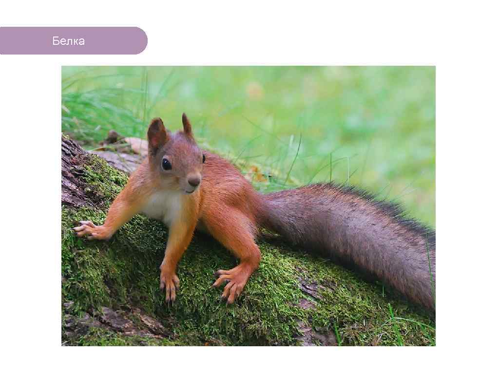 Белка ЧТО ЕСТЬ В ЛЕСУ? 