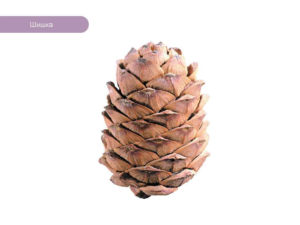 Шишка ЧТО ЕСТЬ В ЛЕСУ? 