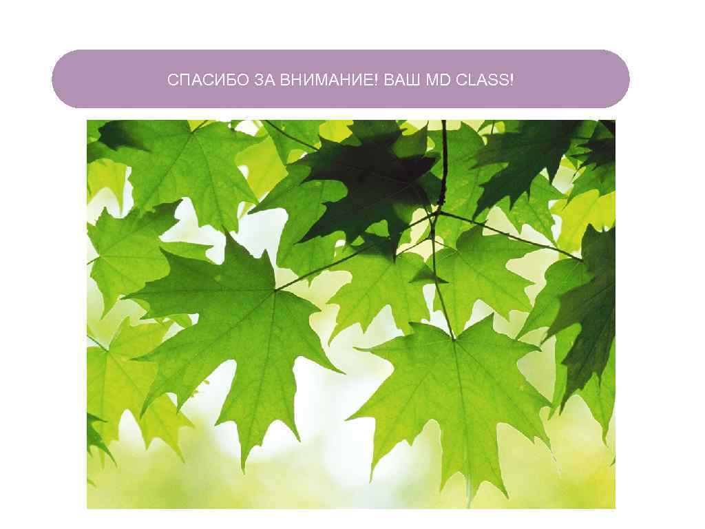 СПАСИБО ЗА ВНИМАНИЕ! ВАШ MD CLASS! ЧТО ЕСТЬ В ЛЕСУ? 