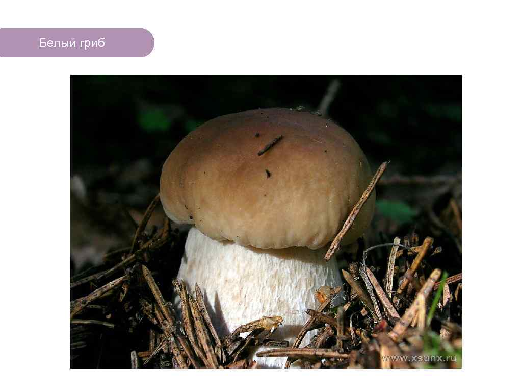 Белый гриб ЧТО ЕСТЬ В ЛЕСУ? 