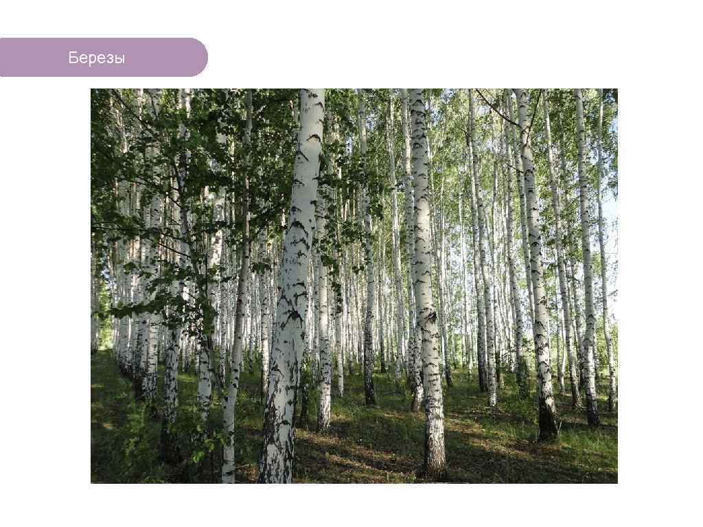 Березы ЧТО ЕСТЬ В ЛЕСУ? 