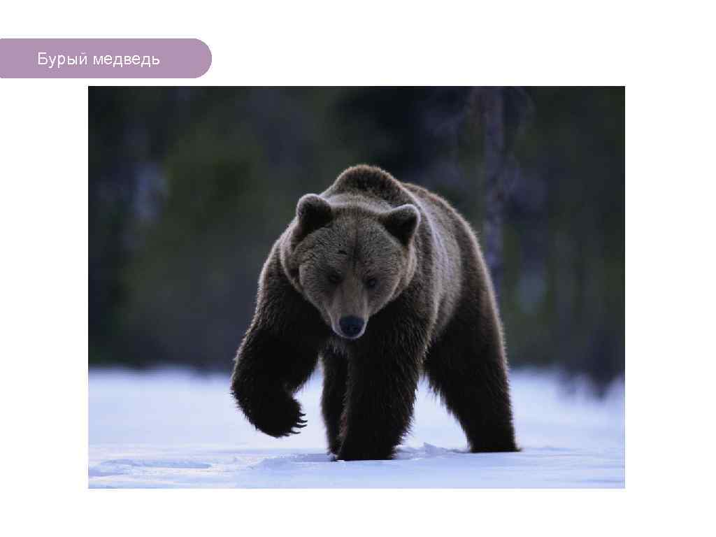 Бурый медведь ЧТО ЕСТЬ В ЛЕСУ? 