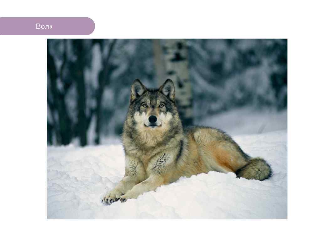 Волк ЧТО ЕСТЬ В ЛЕСУ? 