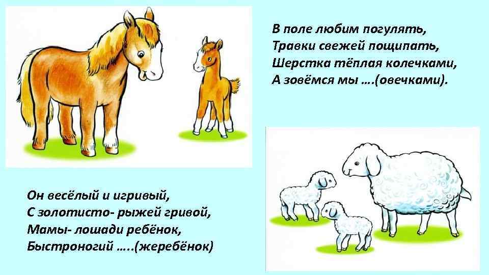 В поле любим погулять, Травки свежей пощипать, Шерстка тёплая колечками, А зовёмся мы ….