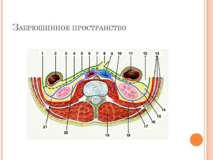 ЗАБРЮШИННОЕ ПРОСТРАНСТВО 