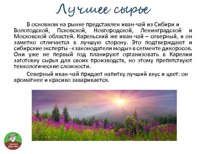 Лучшее сырье В основном на рынке представлен иван-чай из Сибири и Вологодской, Псковской, Новгородской,