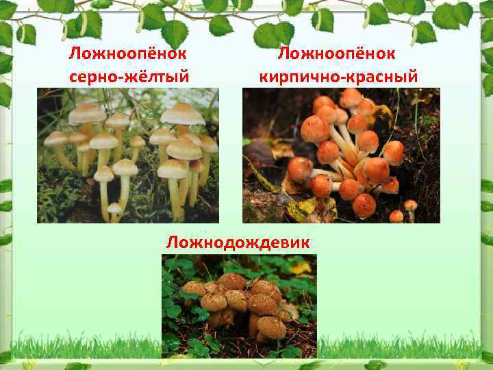 Ложноопёнок серно-жёлтый Ложноопёнок кирпично-красный Ложнодождевик 