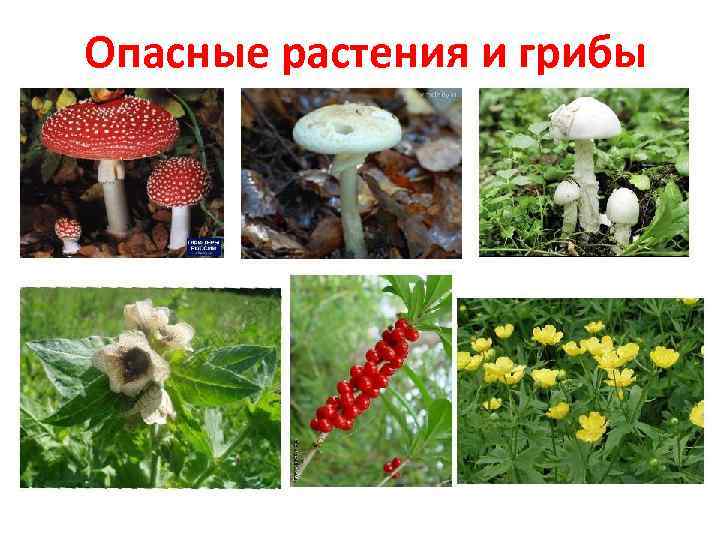 Опасные растения и грибы 