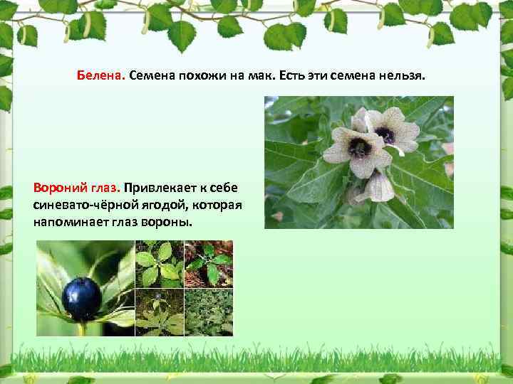 Белена. Семена похожи на мак. Есть эти семена нельзя. Вороний глаз. Привлекает к себе