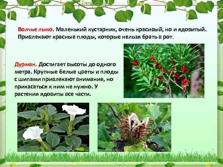 Волчье лыко. Маленький кустарник, очень красивый, но и ядовитый. Привлекают красные плоды, которые нельзя