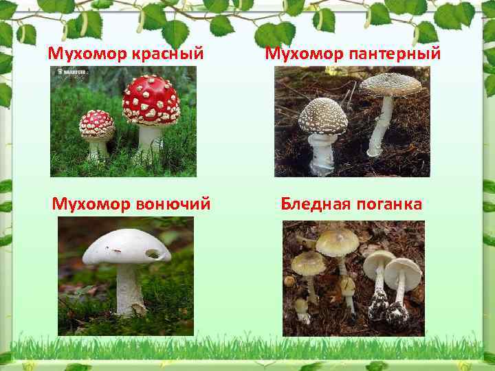 Мухомор красный Мухомор пантерный Мухомор вонючий Бледная поганка 