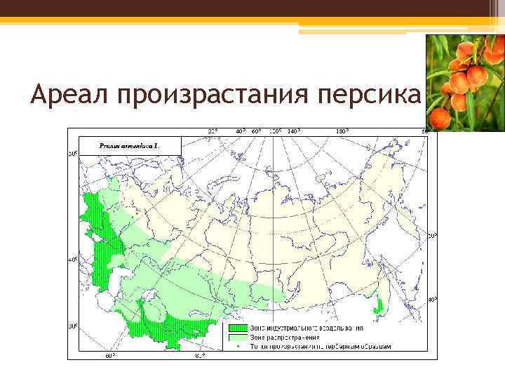 Трюфель карта распространения