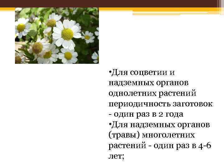  • Для соцветии и надземных органов однолетних растений периодичность заготовок один раз в