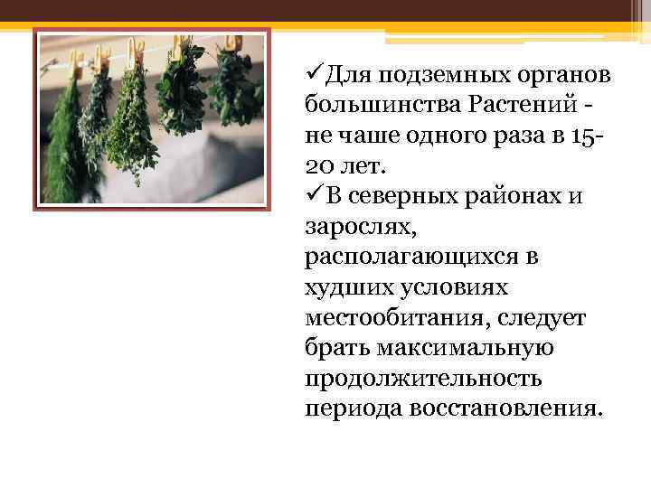 üДля подземных органов большинства Растений не чаше одного раза в 15 20 лет. üВ