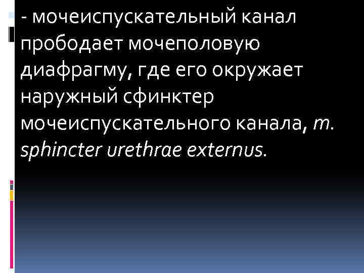  - мочеиспускательный канал прободает мочеполовую диафрагму, где его окружает наружный сфинктер мочеиспускательного канала,