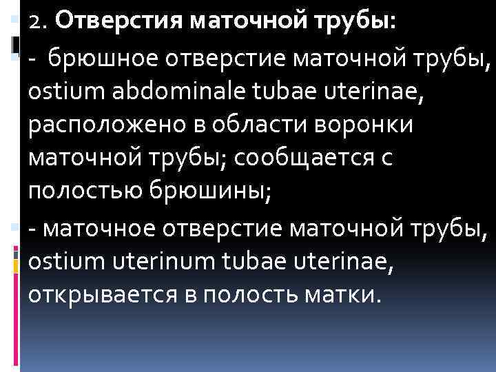  2. Отверстия маточной трубы: - брюшное отверстие маточной трубы, ostium abdominale tubae uterinae,