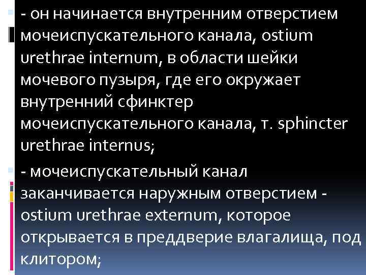  - он начинается внутренним отверстием мочеиспускательного канала, ostium urethrae internum, в области шейки