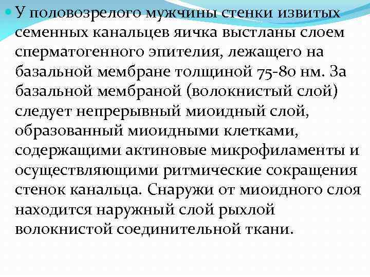  У половозрелого мужчины стенки извитых семенных канальцев яичка выстланы слоем сперматогенного эпителия, лежащего