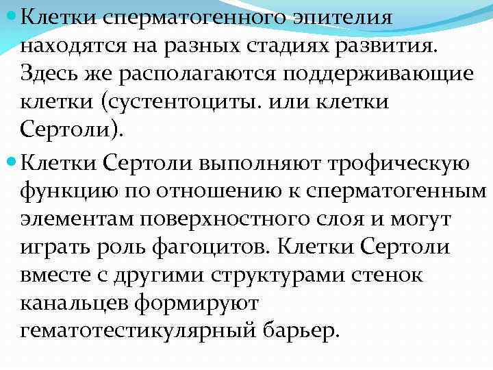  Клетки сперматогенного эпителия находятся на разных стадиях развития. Здесь же располагаются поддерживающие клетки