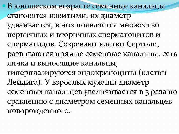  В юношеском возрасте семенные канальцы становятся извитыми, их диаметр удваивается, в них появляется